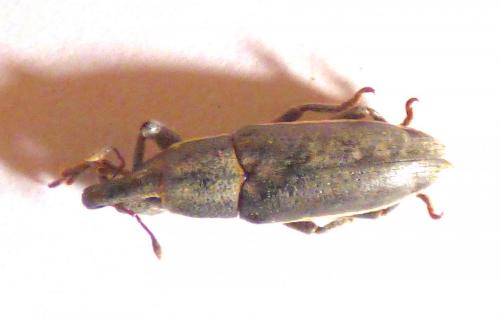 Réf. 267 240 : Lixus ochraceus