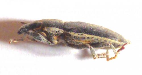 Réf. 267 239 : Lixus ochraceus
