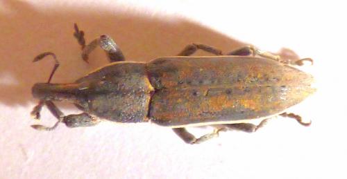 Lixus albomarginatus