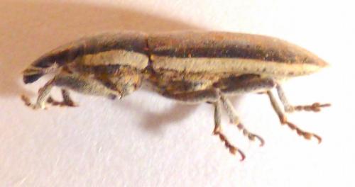 Lixus albomarginatus