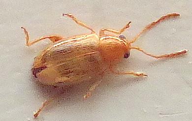 Aphthona abdominalis