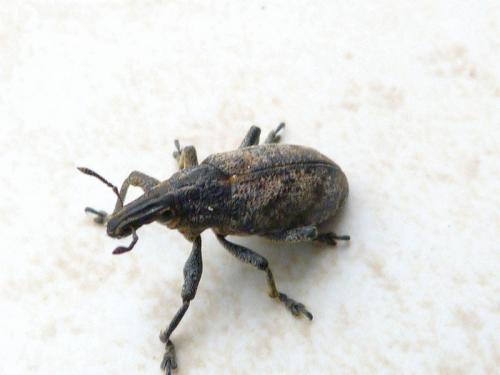 Réf. 267 474 : Cleonis pigra