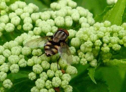Stomorhina lunata