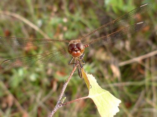 Sympetrum sp.