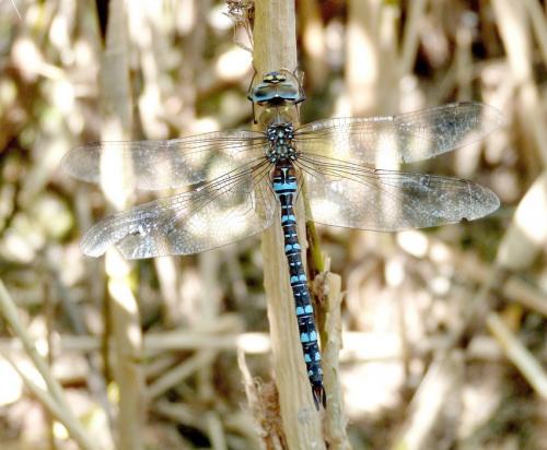 Réf. 267 824 : Aeshna mixta