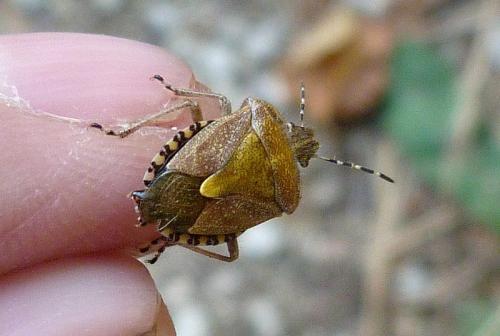 Dolycoris baccarum
