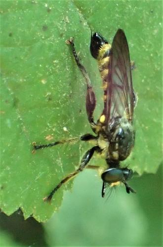 Réf. 267 622 : Choerades fimbriata