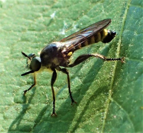 Choerades fimbriata