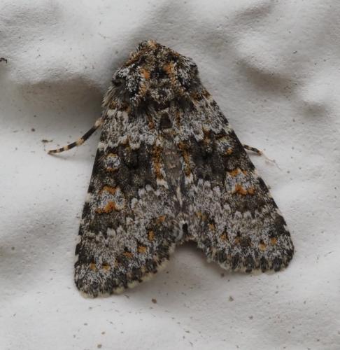 Réf. 267 024 : Hecatera dysodea