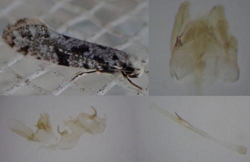 Réf. 267 432 : Nemapogon inconditella