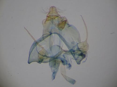 Réf. 267 050 : Teleiodes vulgella