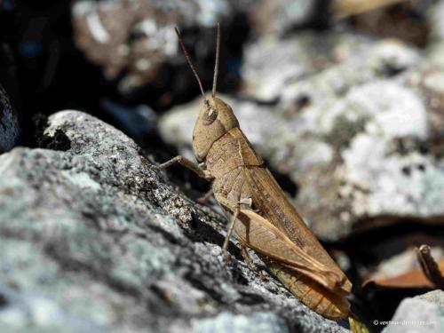 Réf. 267 879 : Chorthippus vagans vagans