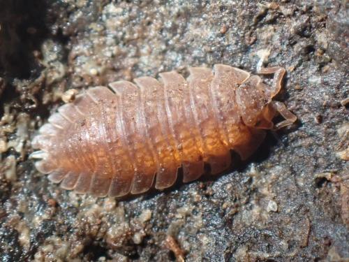 Armadilloniscus ellipticus