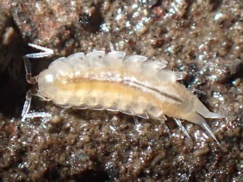 Olibrinus sp.
