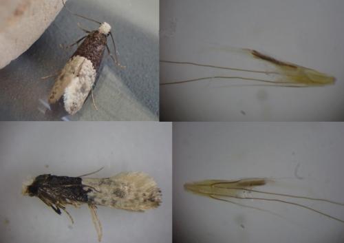 Réf. 267 119 : Trichophaga tapetzella