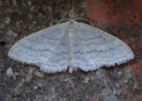 Réf. 267 495 : Idaea subsericeata