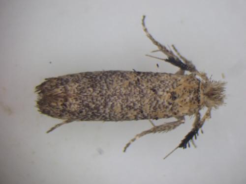 Ochsenheimeria taurella