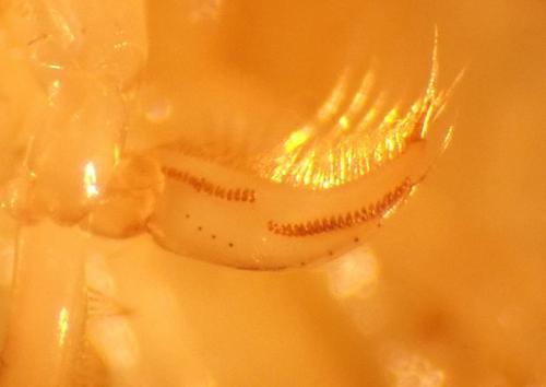 Sigara striata