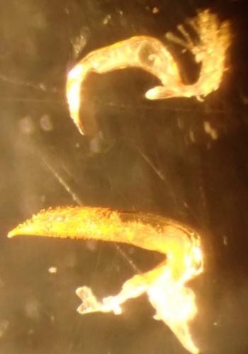 Sigara striata