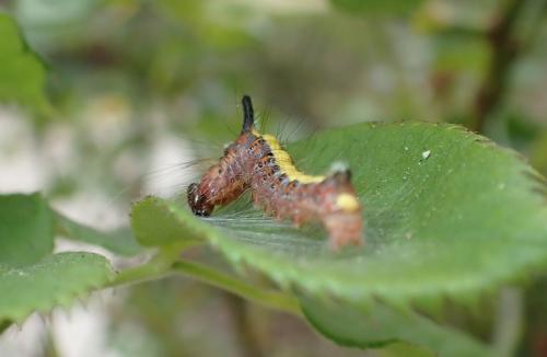 Réf. 267 692 : Acronicta psi