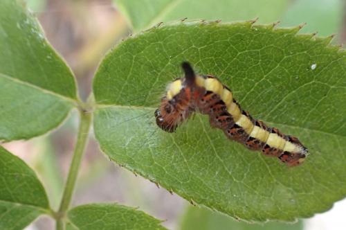 Réf. 267 693 : Acronicta psi