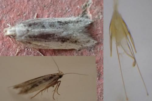 Réf. 267 810 : Mirificarma mulinella