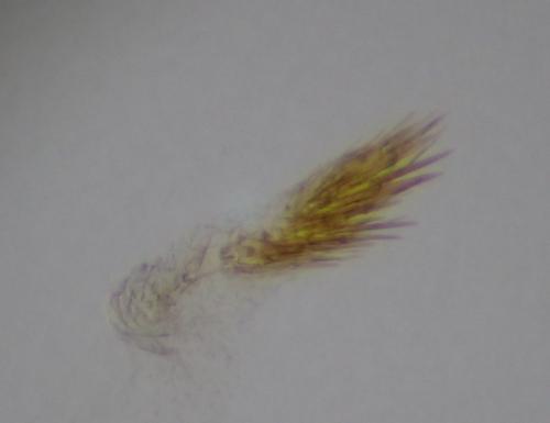 Oegoconia uralskella