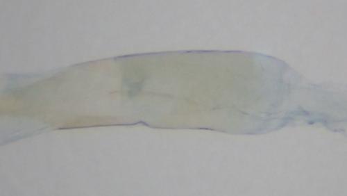 Réf. 267 949 : Oegoconia uralskella