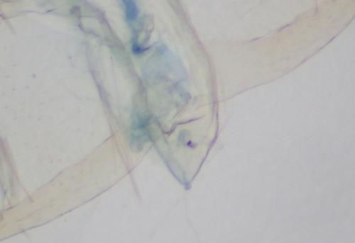 Réf. 267 950 : Oegoconia uralskella