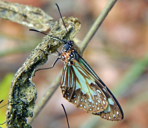 Parantica pumila pumila
