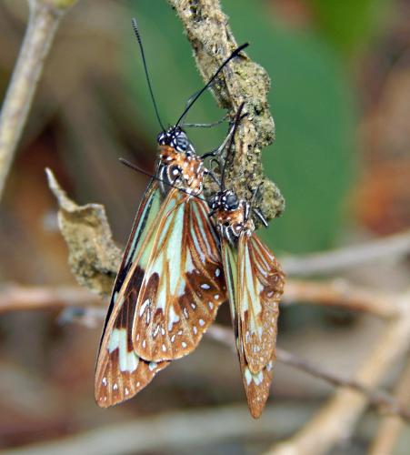 Parantica pumila pumila
