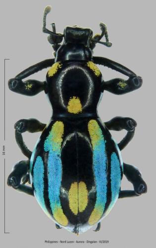 Pachyrhynchus dohrni