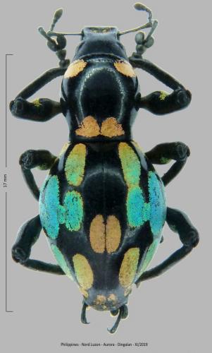 Réf. 267 739 : Pachyrhynchus barsevskisi