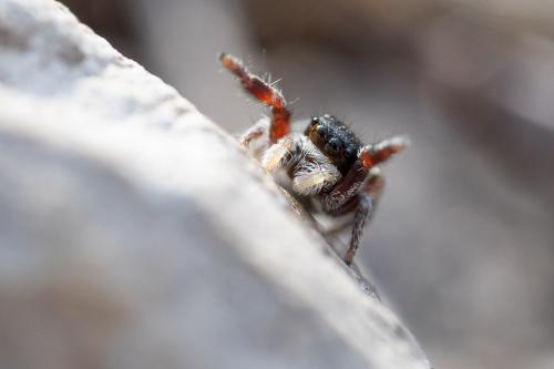 Réf. 267 402 : Pellenes nigrociliatus