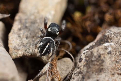 Pellenes nigrociliatus