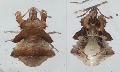 Phymata sp.