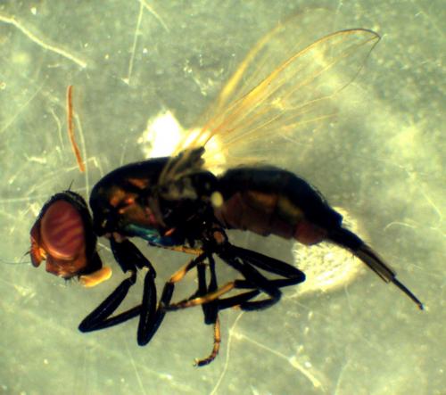 Réf. 267 286 : Physiphora alceae