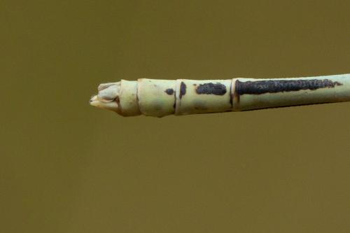 Platycnemis latipes