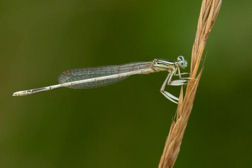 Platycnemis latipes