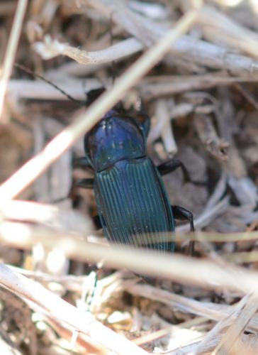 Réf. 267 191 : Poecilus sericeus