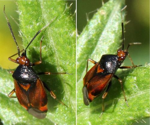 Réf. 267 889 : Deraeocoris ruber