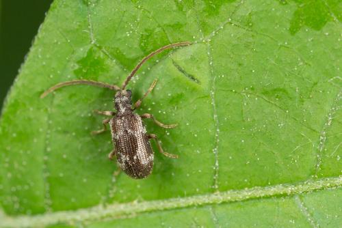 Réf. 267 411 : Ptinus lichenum