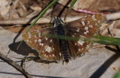 Réf. 267 412 : Pyrgus cirsii