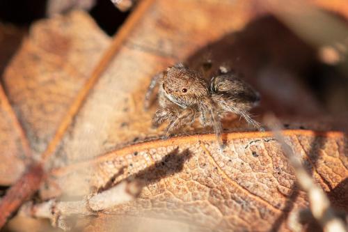 Réf. 267 352 : Neaetha membrosa