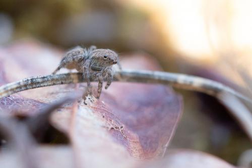Réf. 267 376 : Neaetha membrosa