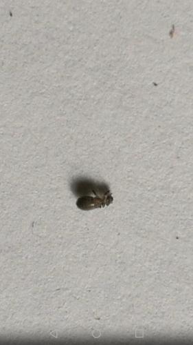 Lepinotus sp.