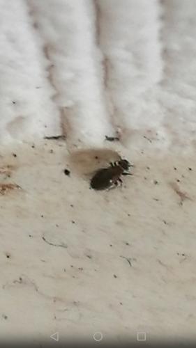 Lepinotus sp.