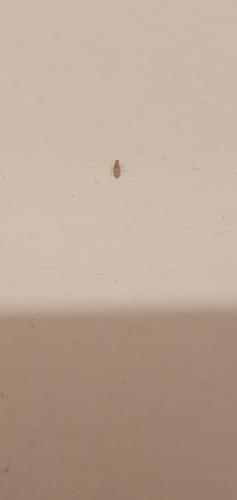 Dorypteryx sp.