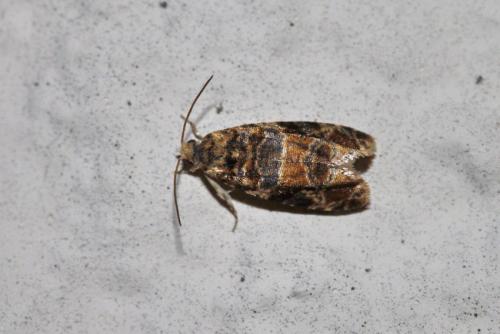 Lobesia reliquana