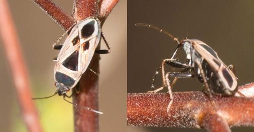 Réf. 267 958 : Xanthochilus sp.